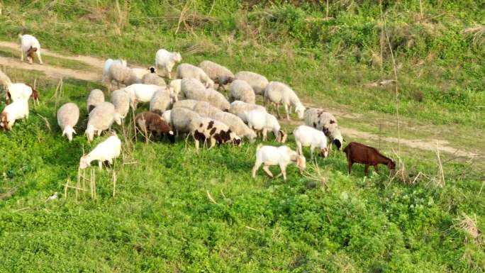 牧羊 羊群 夕阳 畜牧业 精准扶贫 放牧