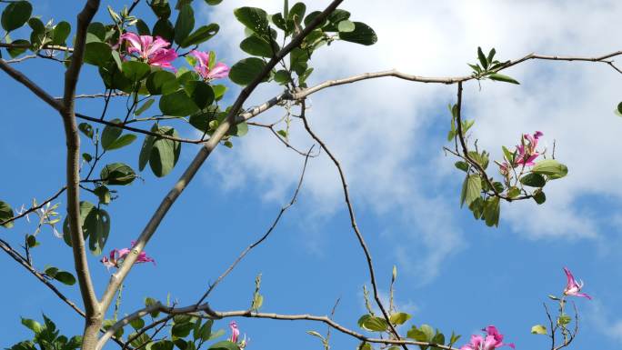 美丽的粉红色紫荆花。兰花树，在蓝天白云的衬托下发出呼噜声