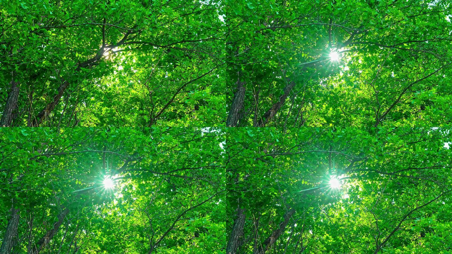 [4K原创】夏日午后阳光透过树叶空镜