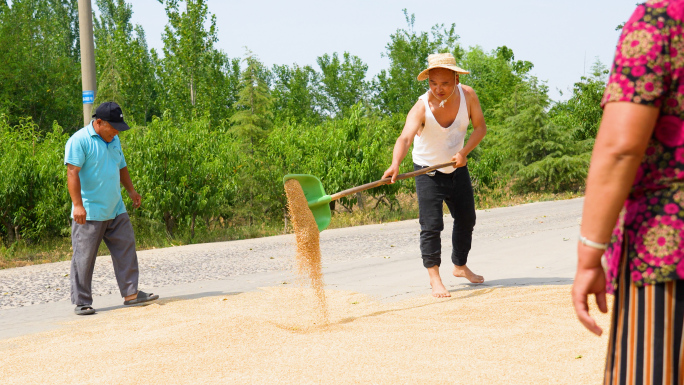 农民夏粮丰收，农民晒粮食