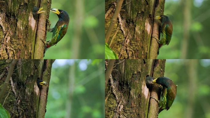 森林医生大拟啄木鸟繁殖期繁忙哺育喂食育雏