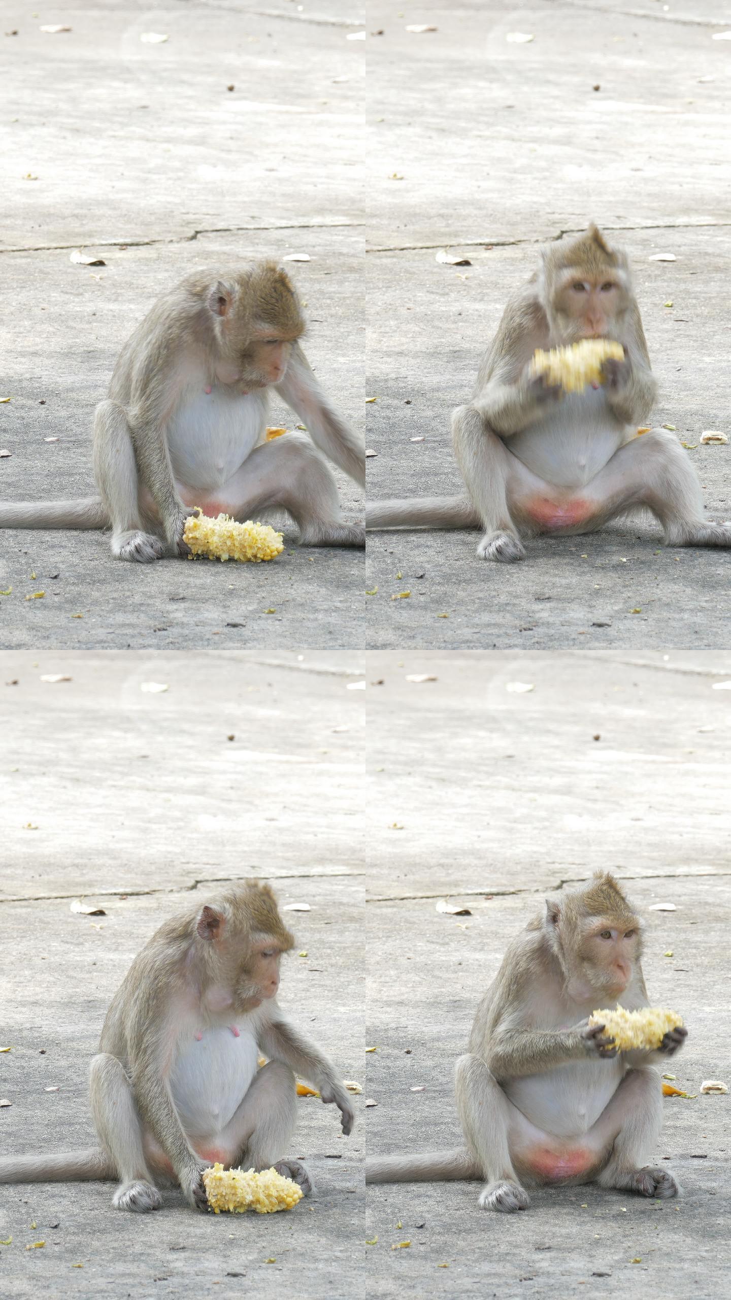 猴子吃玉米。畜生