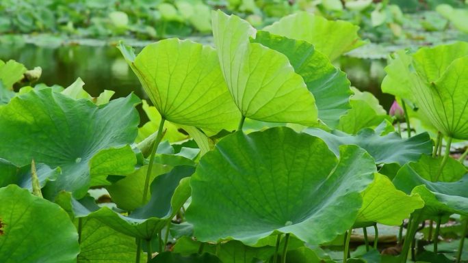 风吹荷叶夏天绿意