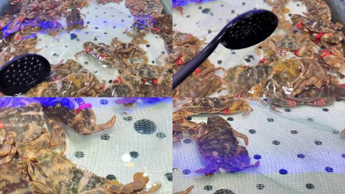 【镜头合集】自助餐里的花蟹花盖蟹螃蟹 ~