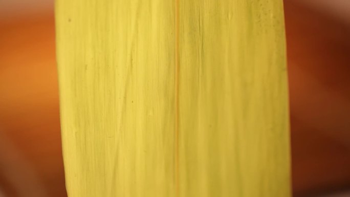 【镜头合集】黄色绿色粽子叶  (1)