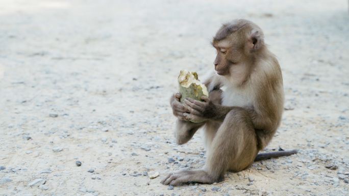 顽皮的猕猴吃或喂树上和地上的植物、种子和水果。