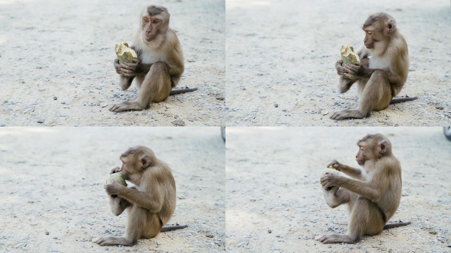 顽皮的猕猴吃或喂树上和地上的植物、种子和水果。