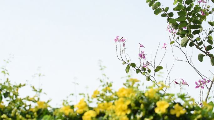 美丽的热带黄花，绿叶，猫爪爬行植物，紫色兰花树或蝴蝶树或紫荆花，蓝色天空背景