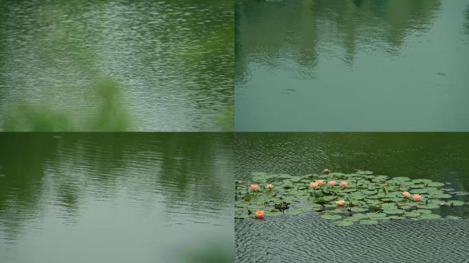 荷塘湖面波纹雨滴睡莲