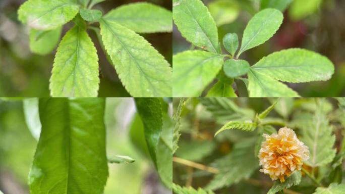 【镜头合集】树叶绿叶叶子叶绿素叶脉结果