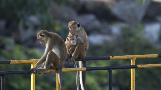 斯里兰卡野生猕猴野生动物园金丝猴猴子一家