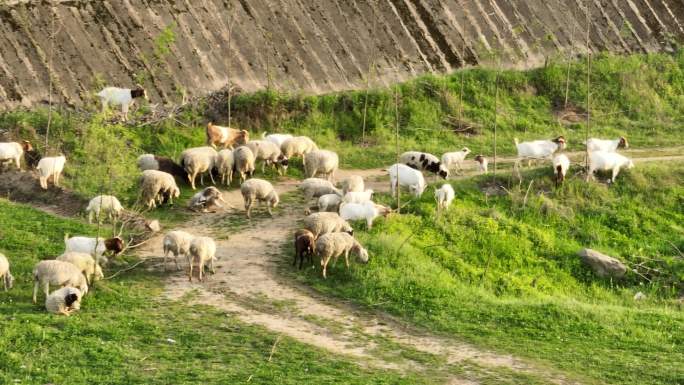 牧羊 羊群 夕阳 畜牧业 精准扶贫 放牧