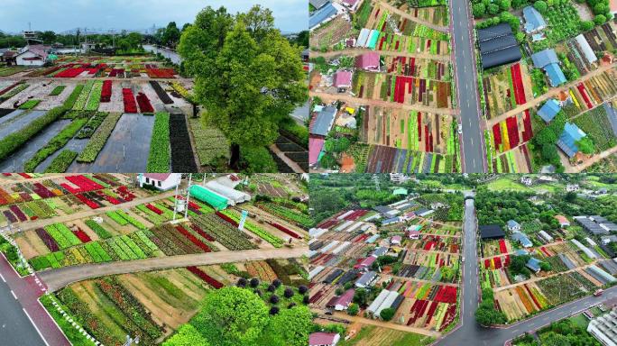 广西桂林尧山花卉花木市场农场