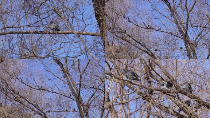【镜头合集】紫竹院公园树上和平鸽信鸽