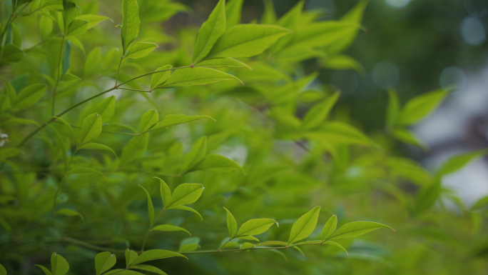 小清新花草大自然唯美空镜头