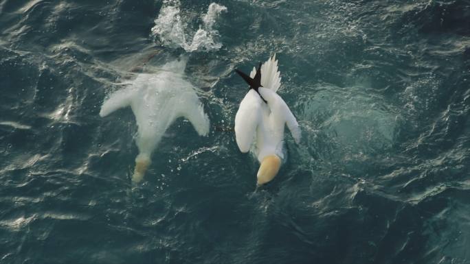 北方塘鹅在海上捕鱼