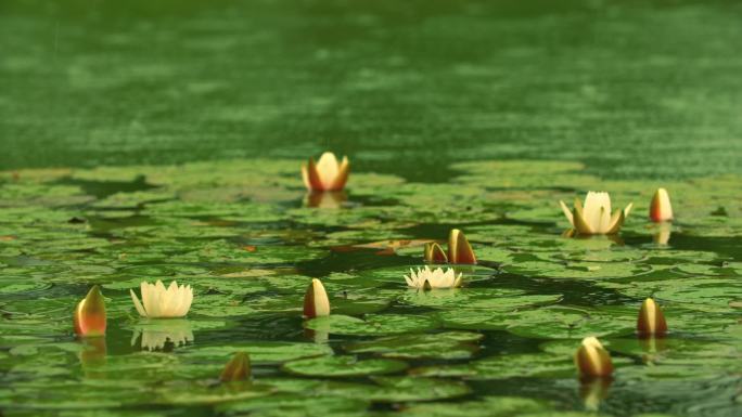 雨中湖面浮萍睡莲盛开