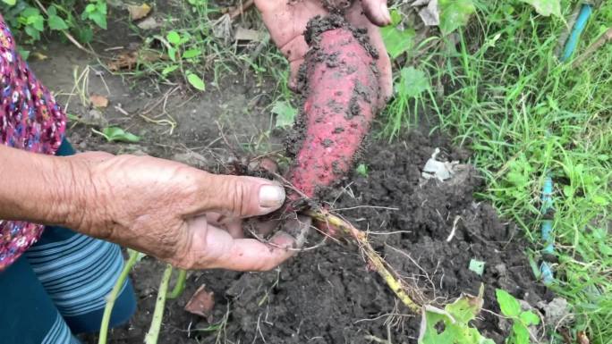 泰国农民正在锄红薯山药。