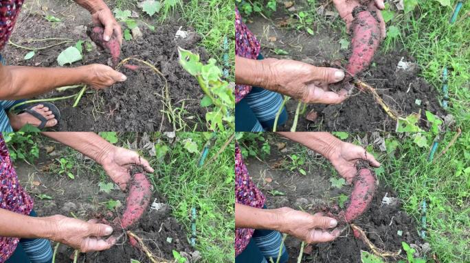 泰国农民正在锄红薯山药。