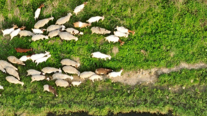 牧羊 羊群 夕阳 畜牧业 精准扶贫 放牧