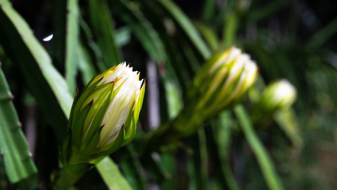 火龙果花盛开，时光流逝