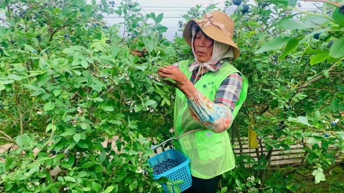 4k乡村蓝莓园蓝莓熟了开放蓝莓采摘