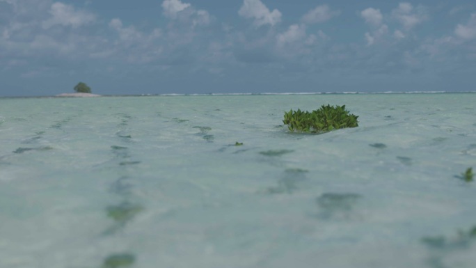 红树林漂浮在浅滩上。