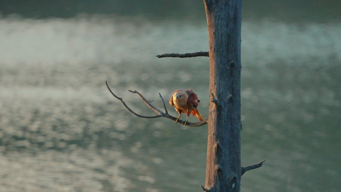 慢动作婆罗门风筝从树枝上飞到水中