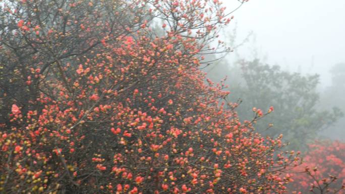 山上盛开的杜鹃花高山杜鹃火红红花