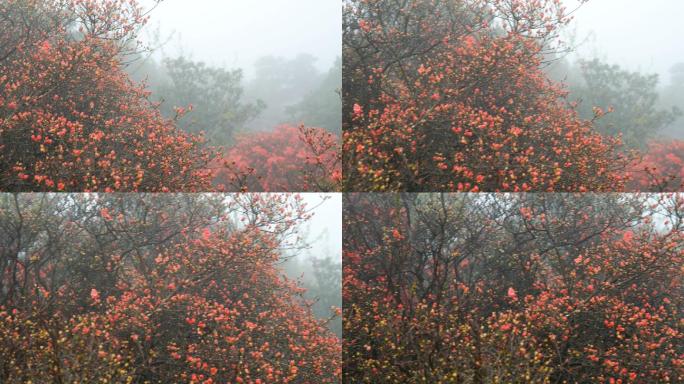 山上盛开的杜鹃花高山杜鹃火红红花