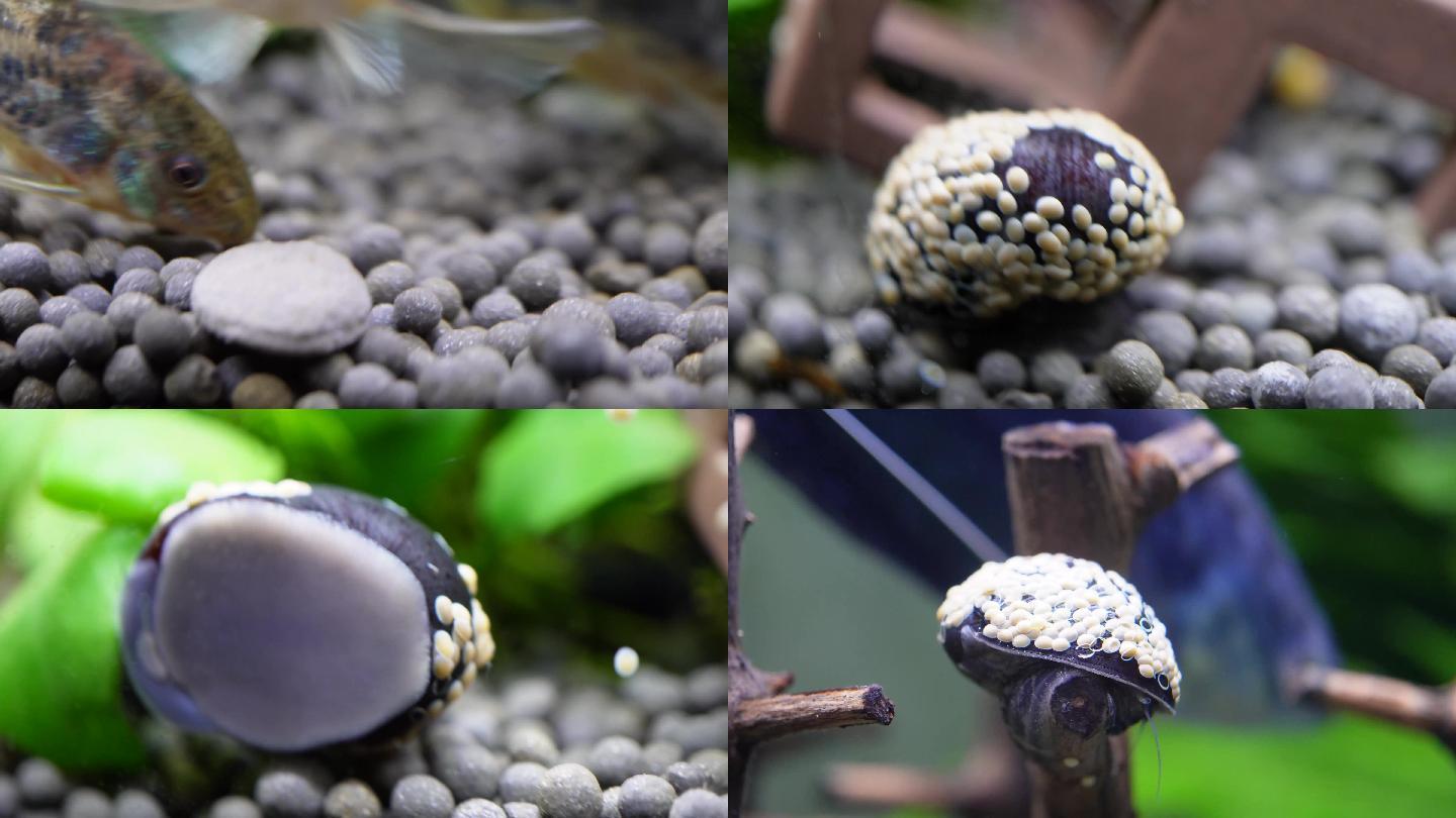 【镜头合集】水族海螺除藻螺黑金刚繁殖