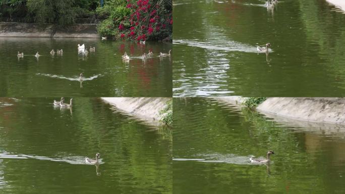 湖里游泳的鸭子