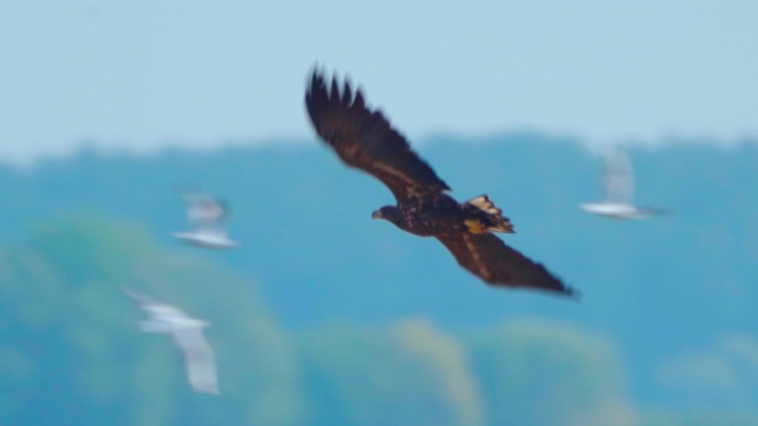 在一个阳光明媚的秋天，白尾海雕（Haliaeetus albicilla）在飞翔。