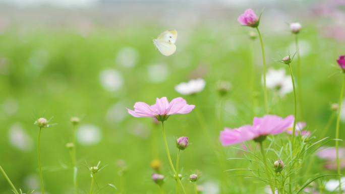 花丛中的蝴蝶、大自然、蝴蝶