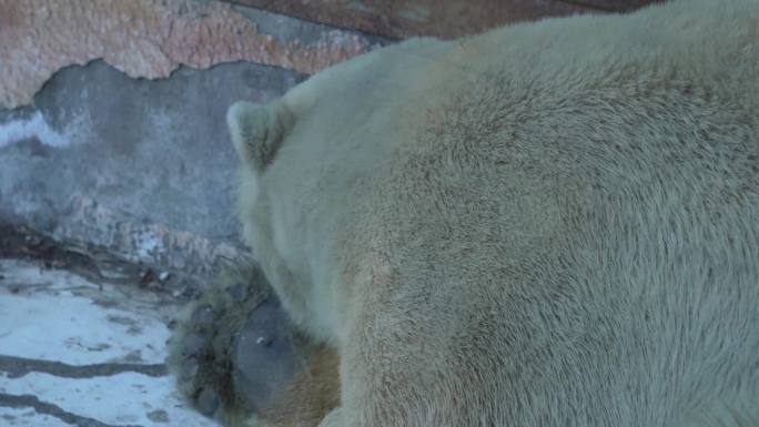 【镜头合集】棕熊黑熊狗熊野生动物保护动物