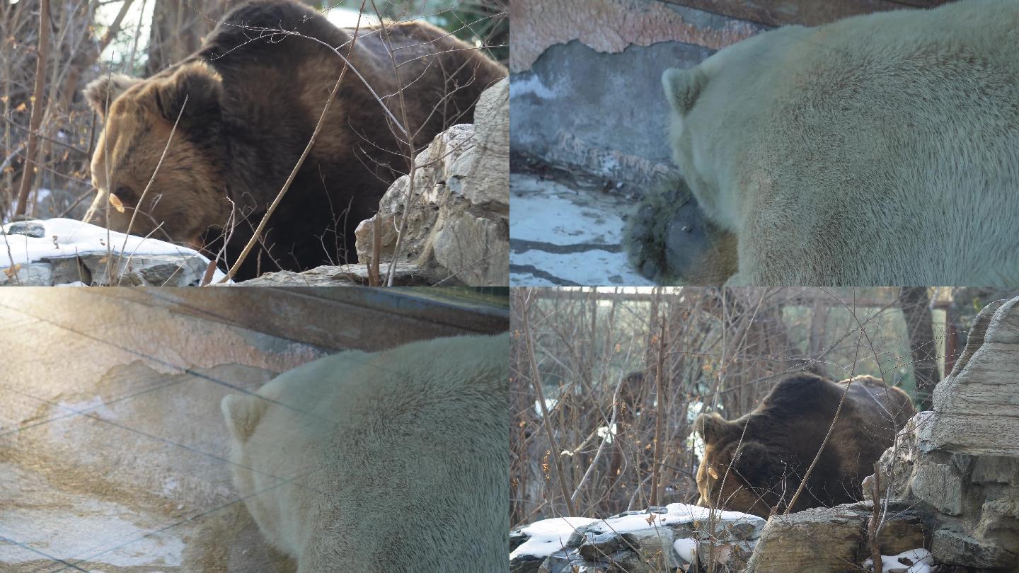【镜头合集】棕熊黑熊狗熊野生动物保护动物