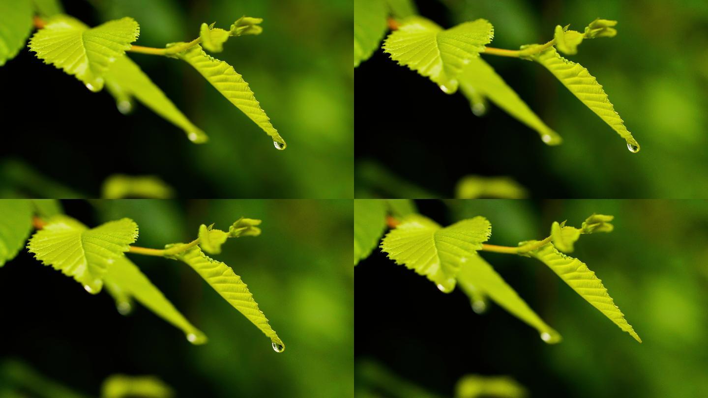 雨中树叶特写-雨滴滑落