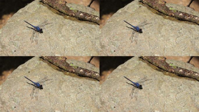 夏天的蓝蜻蜓。宣传片