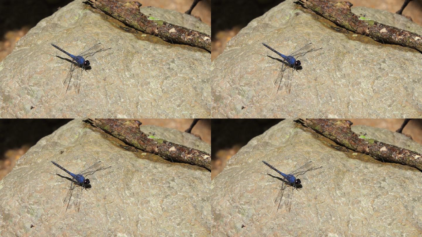 夏天的蓝蜻蜓。宣传片