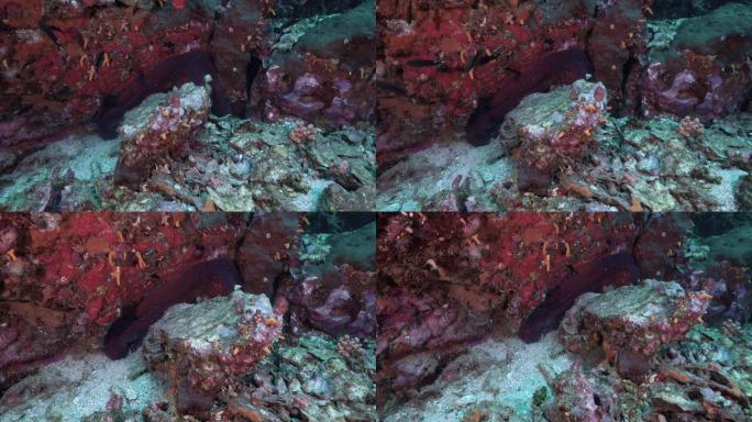 泰国海底章鱼狩猎鱼