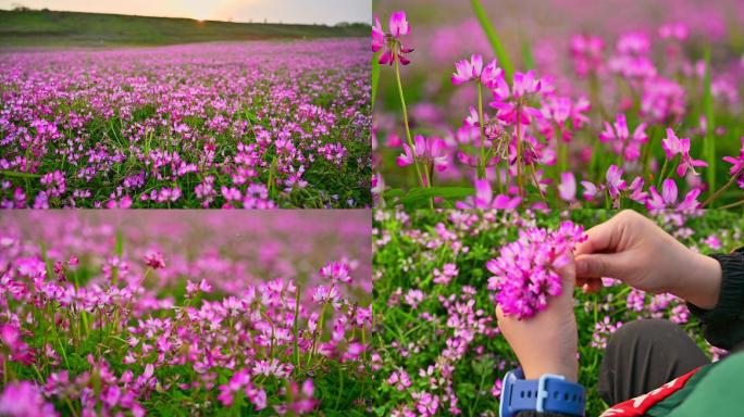 唯美紫云英花海小花朵