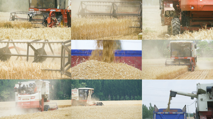 三夏生产大型收割机收麦子