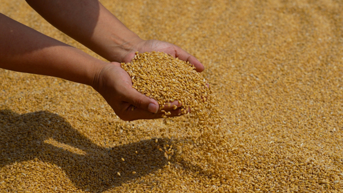 农村农民收小麦，一捧小麦