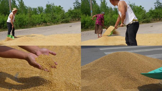 农村农民收小麦，一捧小麦