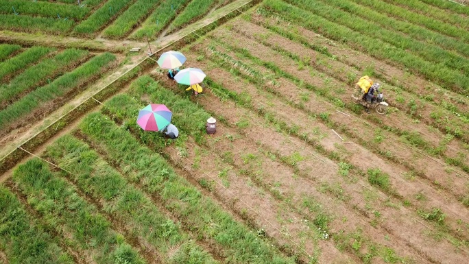 亚洲农民和农业鸟瞰图
