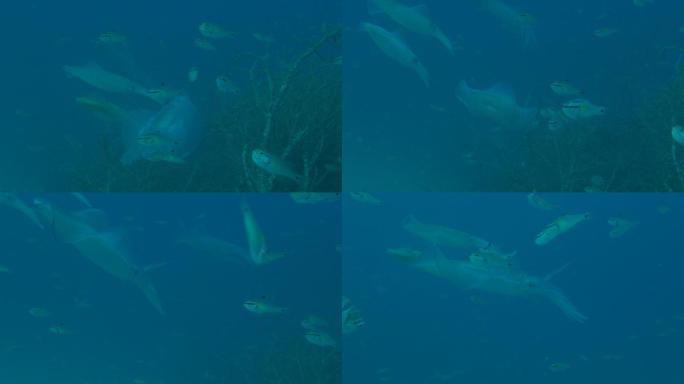 海底产卵的巨型大鳍乌贼