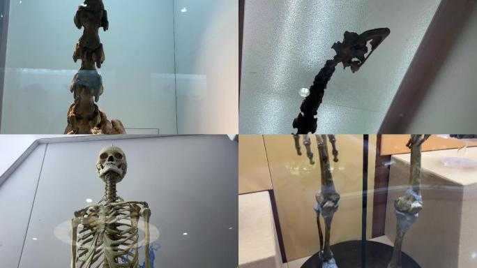 【镜头合集】原始人骨架骷髅人类起源