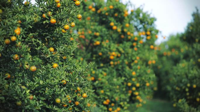 橘子树上的鲜橙橘子果园