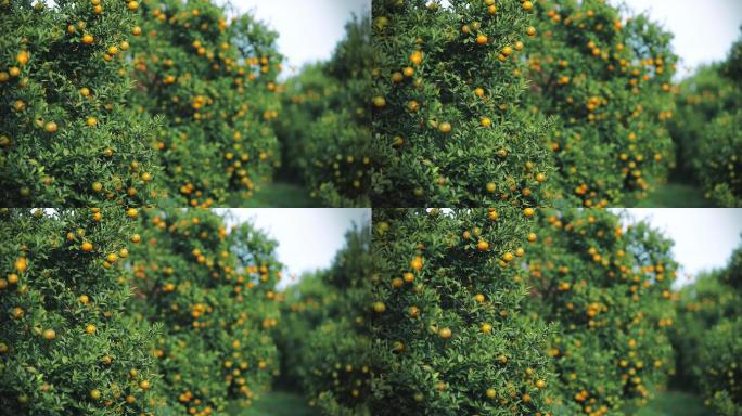 橘子树上的鲜橙橘子果园