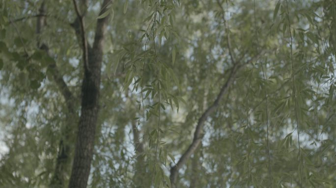 柳树 自然 植物 天空 户外
